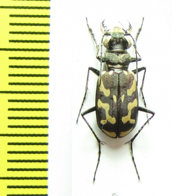 Ropaloteres luridus namaquus  South Africa Rep. - INSECTS-STORE.RU