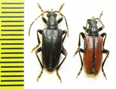 Brachyta breiti  Russia, Burjatia reg. - INSECTS-STORE.RU