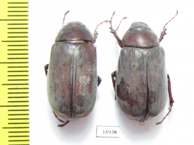 Melolonthinae sp.  Panama - INSECTS-STORE.RU