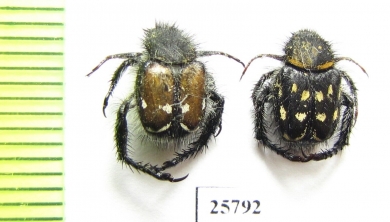 Hopliini sp.  South Africa Rep. - INSECTS-STORE.RU