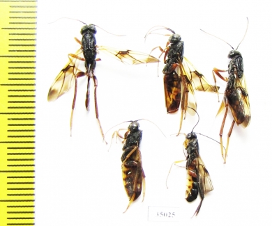 Ichneumonoidea sp.  Russia, Tver reg. - INSECTS-STORE.RU
