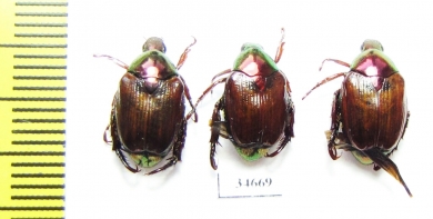 Popilia sp.  China, Tibet - INSECTS-STORE.RU