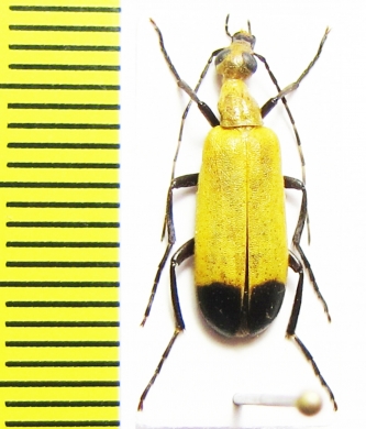 Meloidae sp.  Tanzania - INSECTS-STORE.RU