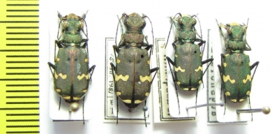 Cicindela talyschensis  Azerbaijan - INSECTS-STORE.RU