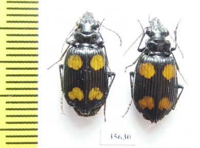 Carabidae sp.  Madagascar - INSECTS-STORE.RU