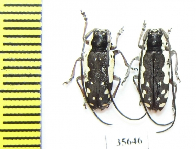 Cerambycidae sp.  South Africa Rep. - INSECTS-STORE.RU