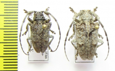 Cerambycidae sp.  Malawi - INSECTS-STORE.RU