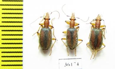 Carabidae sp.  Thailand - INSECTS-STORE.RU