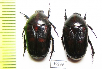 Pachnoda interrupta  Senegal - INSECTS-STORE.RU