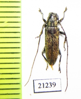 Cerambycidae sp.  Malaysia, Borneo - INSECTS-STORE.RU