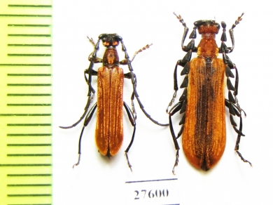 Corennys notatipes, pair  Laos - INSECTS-STORE.RU