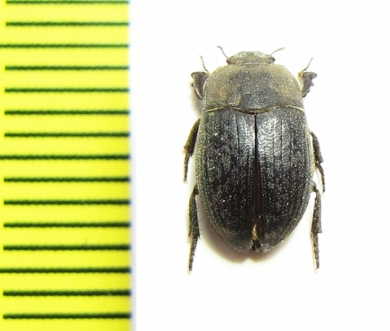 Caedius sp.  India - INSECTS-STORE.RU