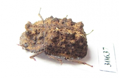 Tenebrionidae sp.  Indonesia, Sumatra - INSECTS-STORE.RU