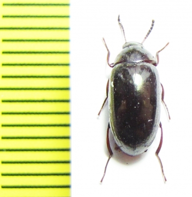 Amarygmus sp.  Malaysia, Borneo - INSECTS-STORE.RU