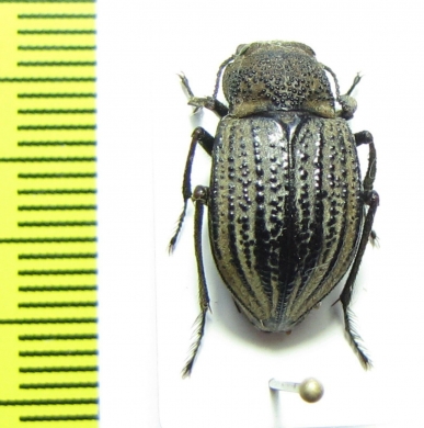 Platyope granulata  Kazakhstan - INSECTS-STORE.RU