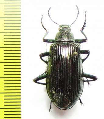 Tenebrionidae sp.  China, Jiangxi prov. - INSECTS-STORE.RU