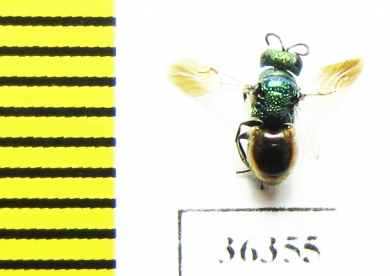 Chrysididae sp.  Russia, Moscow reg. - INSECTS-STORE.RU