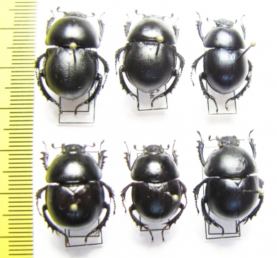Trypocopris inermis, Thorectes laevigatus, Thorectes brullei - INSECTS-STORE.RU