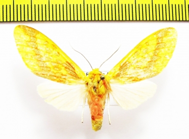 Erebidae sp.  Ecuador - INSECTS-STORE.RU