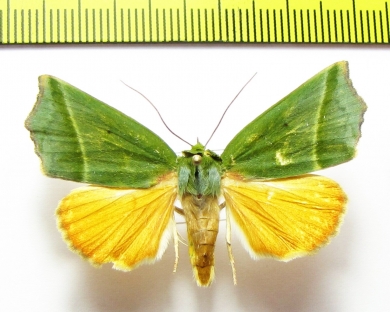 Noctuidae sp.  Bhutan - INSECTS-STORE.RU