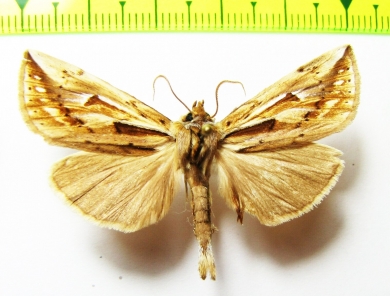 Noctuidae sp.  Nepal - INSECTS-STORE.RU