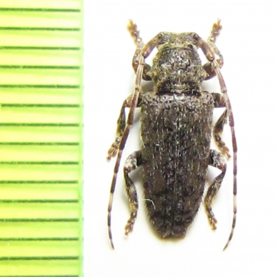 Estola basimaculata  Peru - INSECTS-STORE.RU