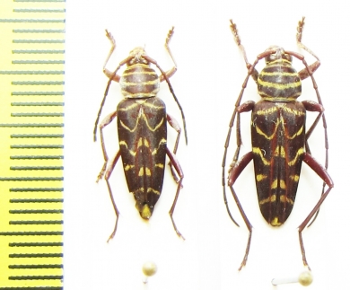 Megacyllene acuta, pair  Paraguay - INSECTS-STORE.RU