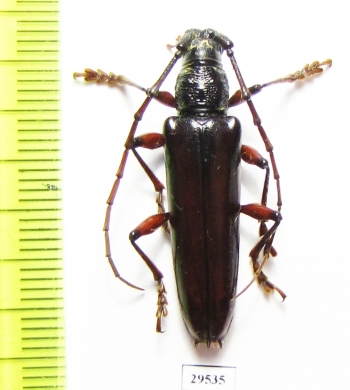 Cerambycidae sp.  Panama - INSECTS-STORE.RU