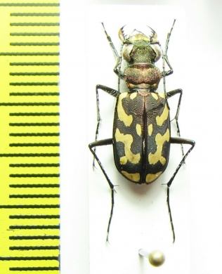 Ropaloteres luridus namaquus  South Africa Rep. - INSECTS-STORE.RU