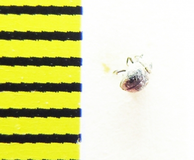 Georissus crenulatus  Belorussia - INSECTS-STORE.RU