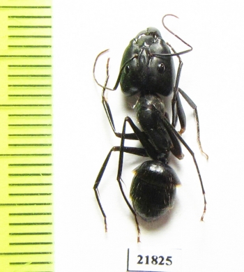 Formicidae sp.  Zambia - INSECTS-STORE.RU