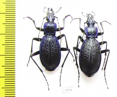 Carabus (Chaetocarabus) intricatus, pair  Bulgaria - INSECTS-STORE.RU