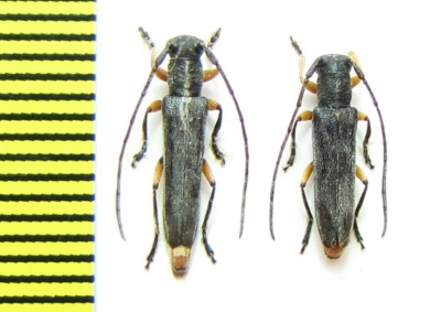 Phytoecia rufipes  Uzbekistan - INSECTS-STORE.RU