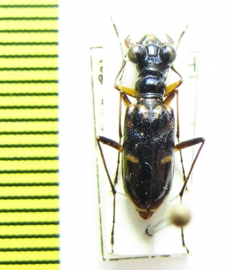 Tetracha fruhstorferi  Vietnam - INSECTS-STORE.RU