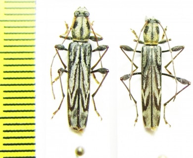 Hayashiclytus acutivittis  Russia, Far East - INSECTS-STORE.RU