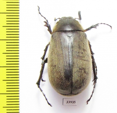 Melolonthinae sp.  Panama - INSECTS-STORE.RU