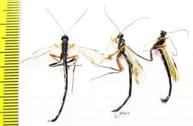 Ichneumonoidea sp.  Russia, Tver reg. - INSECTS-STORE.RU