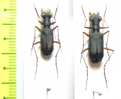 Cicindelinae sp.  Laos - INSECTS-STORE.RU