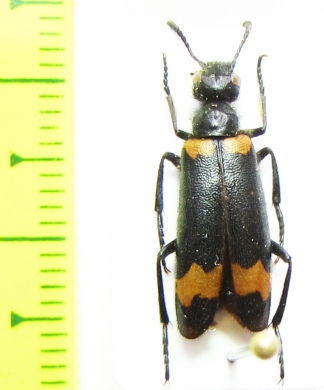 Meloidae sp.  Turkey, Artvin prov. - INSECTS-STORE.RU