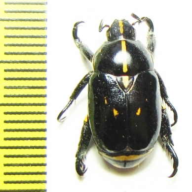 Rutelinae sp.  Peru - INSECTS-STORE.RU