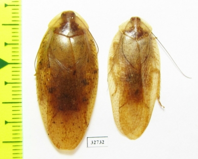 Blattodea sp.  Malaysia, Borneo - INSECTS-STORE.RU