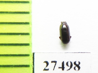 Histeridae sp.  Madagascar - INSECTS-STORE.RU