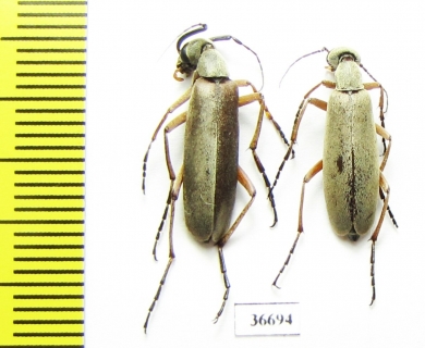 Meloidae sp., pair  Panama - INSECTS-STORE.RU