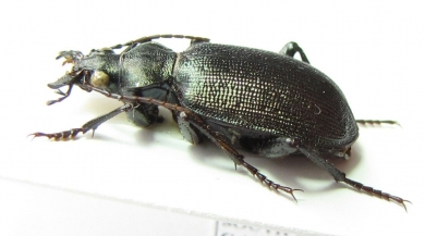 Calosoma imbricatum hottentotum  South Africa Rep. - INSECTS-STORE.RU