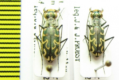 Cylindera agnata  Nepal - INSECTS-STORE.RU