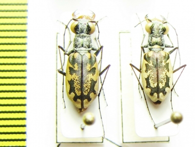 Cicindela marginata, pair  USA - INSECTS-STORE.RU