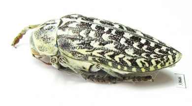 Julodis aeneipes  Iran, Sistan and Baluchestan prov. - INSECTS-STORE.RU