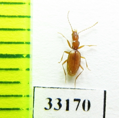 Geotrechus orcinus henroti  France - INSECTS-STORE.RU