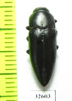 Sphenoptera rangnowi  Afghanistan - INSECTS-STORE.RU