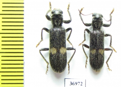 Cleridae sp.  South Africa Rep. - INSECTS-STORE.RU